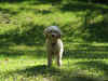 2006-06-24 Hobbes at the cottage 011.jpg (1325212 bytes)